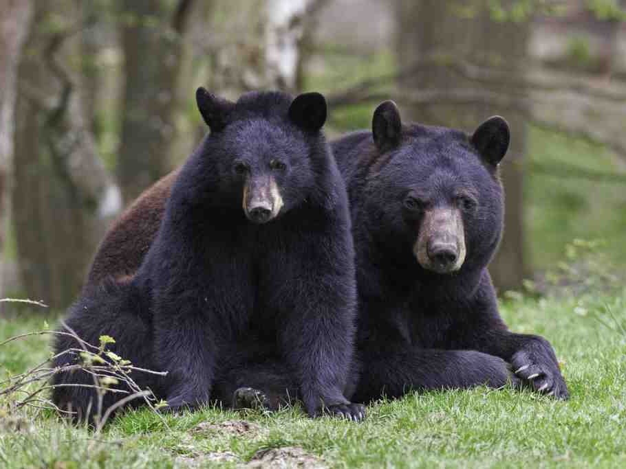 Météo : Un hiver glacial selon les Ours Noirs (Baribal) du zoo de Thoiry