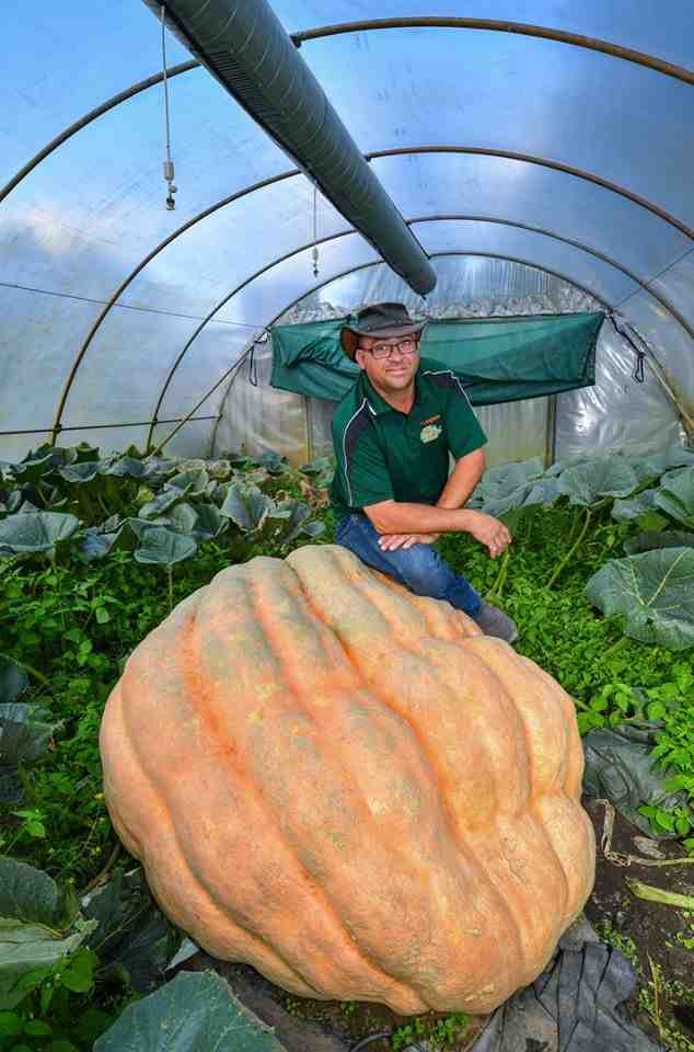 La plus grosse citrouille en France "ne pèse que" 646.5 kgs