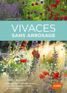 Vivaces sans arrosage : Les plus belles plantes vivaces pour les situations sèches et ensoleillées