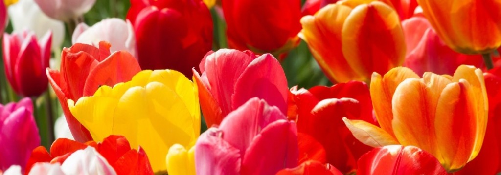 Les Tulipes c'est le moment de les planter !