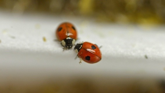 Pour lutter contre les pucerons adopter des coccinelles