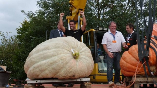 Record de France, la plus grosse citrouilles 646,5 kgs