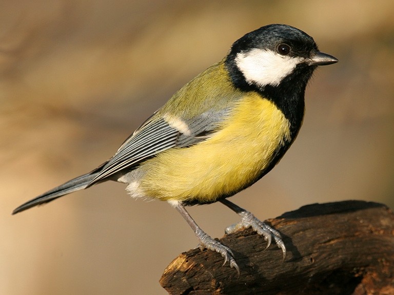 Quel oiseau porte une cravate sur un gilet jaune ?