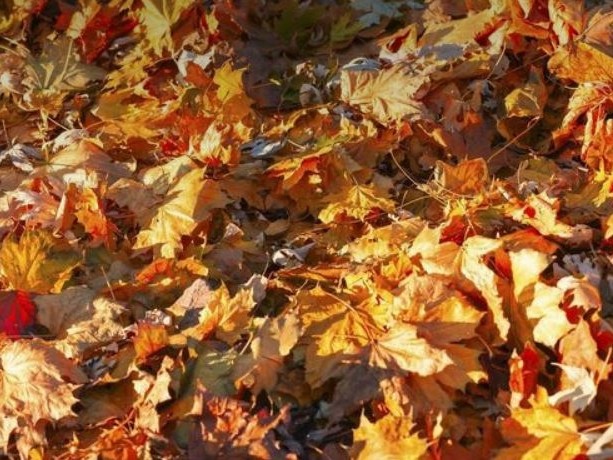 Peut-on brûler les feuilles mortes au jardin ?