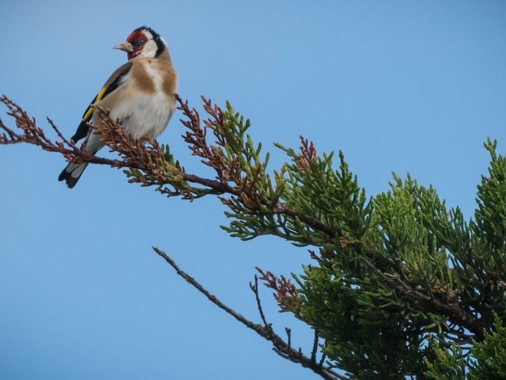 La LPO dresse un bilan inquiétant de 30 années de comptages des oiseaux en France