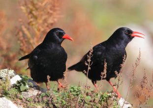 Embarquez pour l'île d'Ouessant du 20 au 23 octobre 2021 pour observer les oiseaux migrateurs