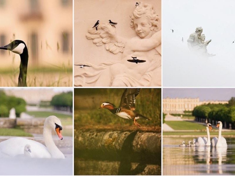 A la découverte de la faune sauvage du chateau de versailles