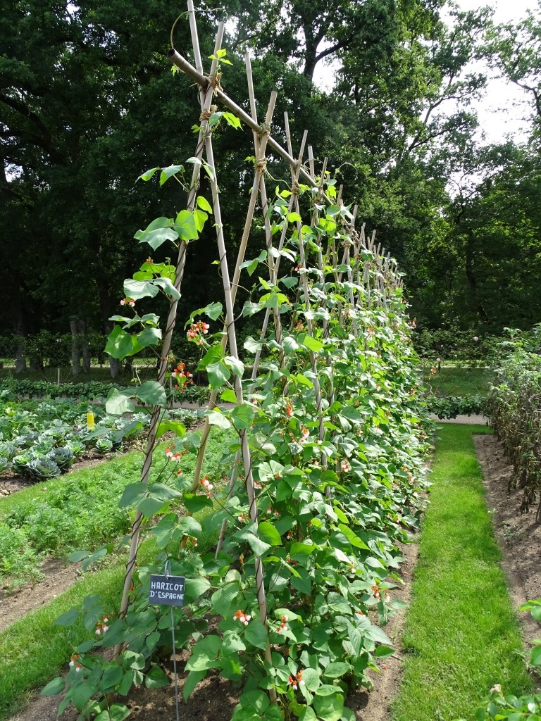 Avec le projet européen de science citoyenne "INCREASE" c'est pas la fin des haricots !