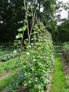 Avec le projet européen de science citoyenne "INCREASE" c'est pas la fin des haricots !