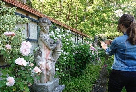 Concours photos Rosa 