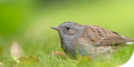 Attention à la faune quand vous taillez vos haies