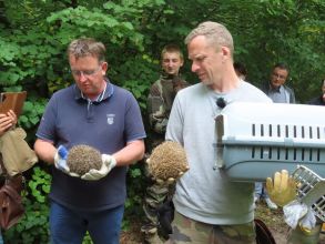 Retour à la nature dans le parc du château de Chantilly pour les hérissons blessés