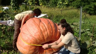 Ce potiron hors-norme variété Atlantic Giant, est la vedette de la Cueillette de l'Aragnon 