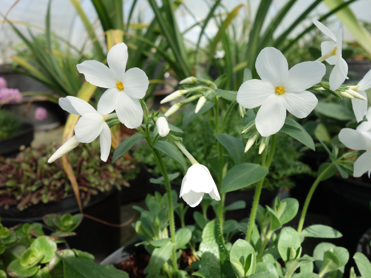 Pépinière de plantes vivaces rustiques