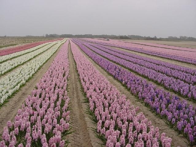  Producteur de bulbes et de fleurs coupées près de Quimper