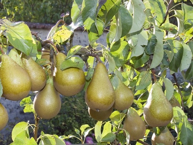 Janvier au jardin fruitier