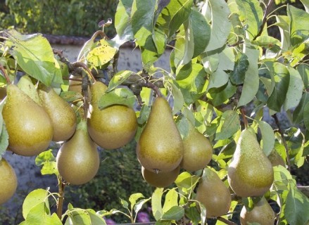 Janvier au jardin fruitier