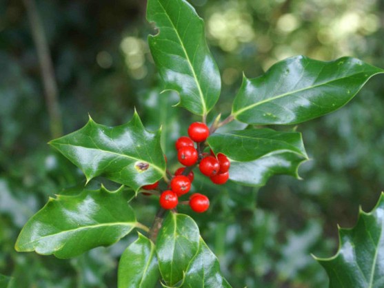 Balcons et terrasse :