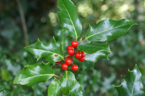 Balcons et terrasse :
