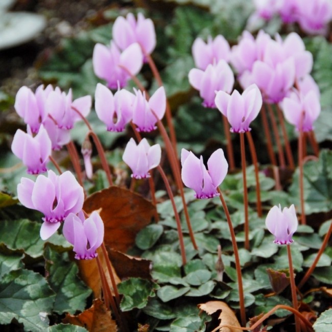 Les cyclamens