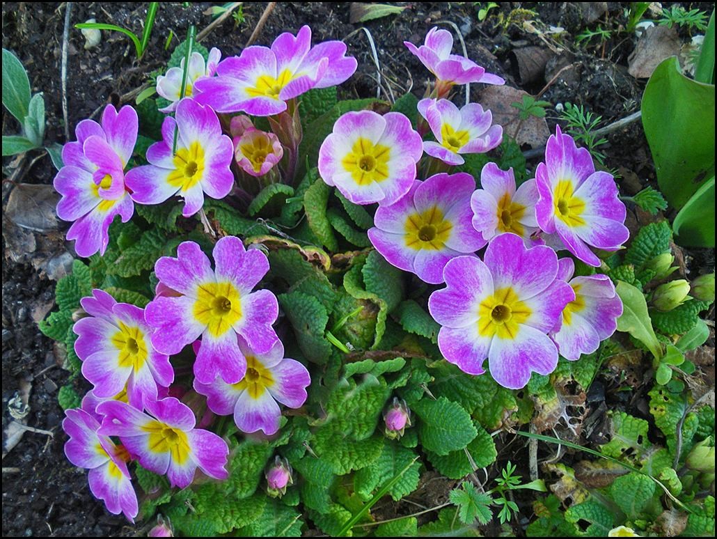 La Fleur du mois est la Primevère.