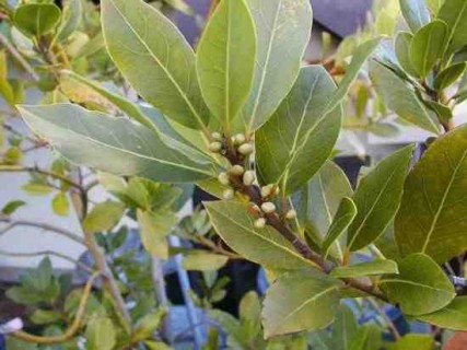 L'Arbre du Mois est le Laurier