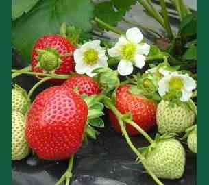 Entretien des Fruitiers en Mai