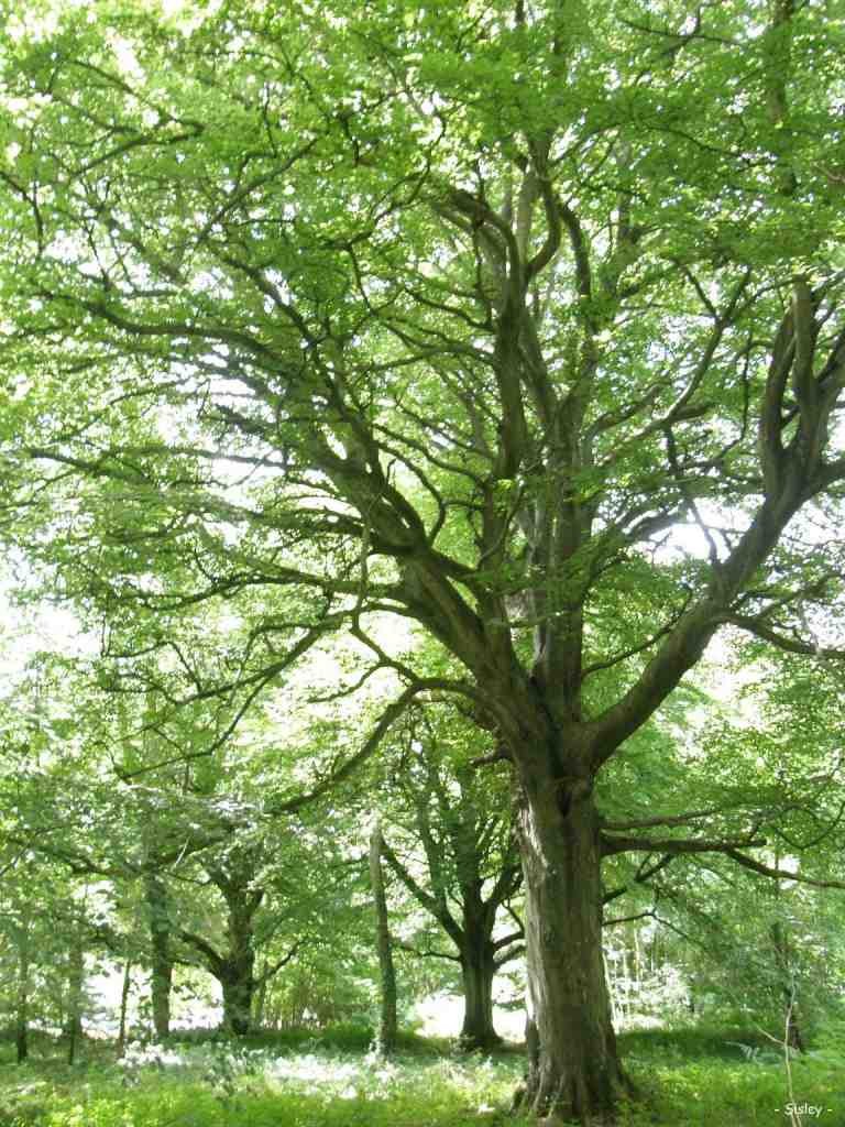 L'arbre du Mois est le hêtre