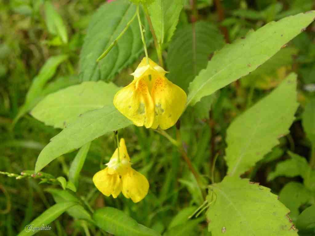 La fleur du Mois de juin est la Balsamine