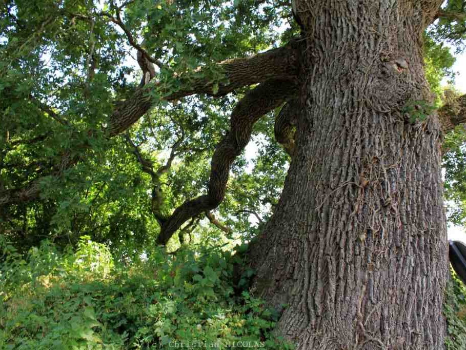 L'arbre du Mois est le Chêne