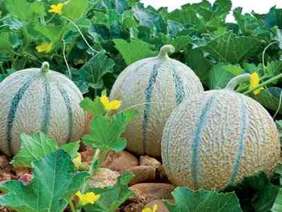 Au potager en Juillet