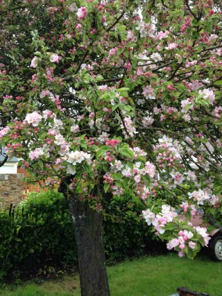 L'arbre du Mois d'Aout : Le pommier
