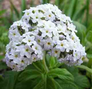 L'héliotrope, la fleur du mois d'Aout