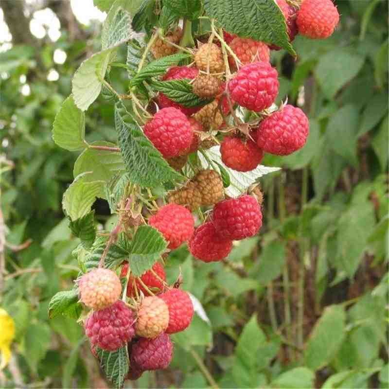 Août au jardin fruitier