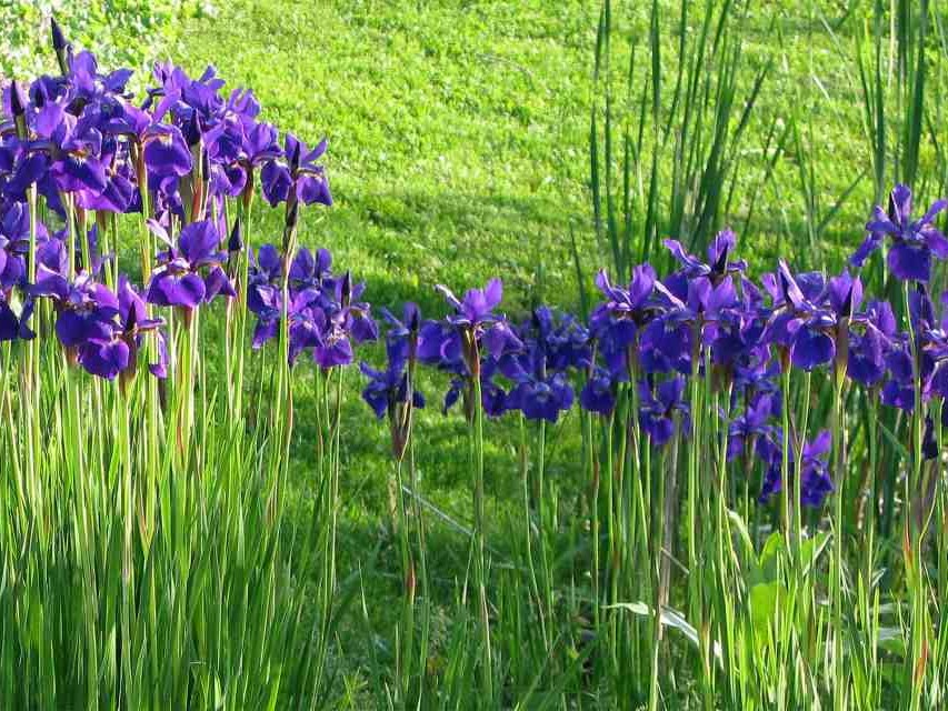 Août pas de répis au jardin d'ornement