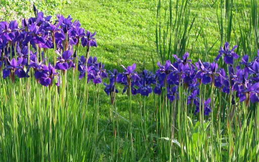 Août pas de répis au jardin d'ornement