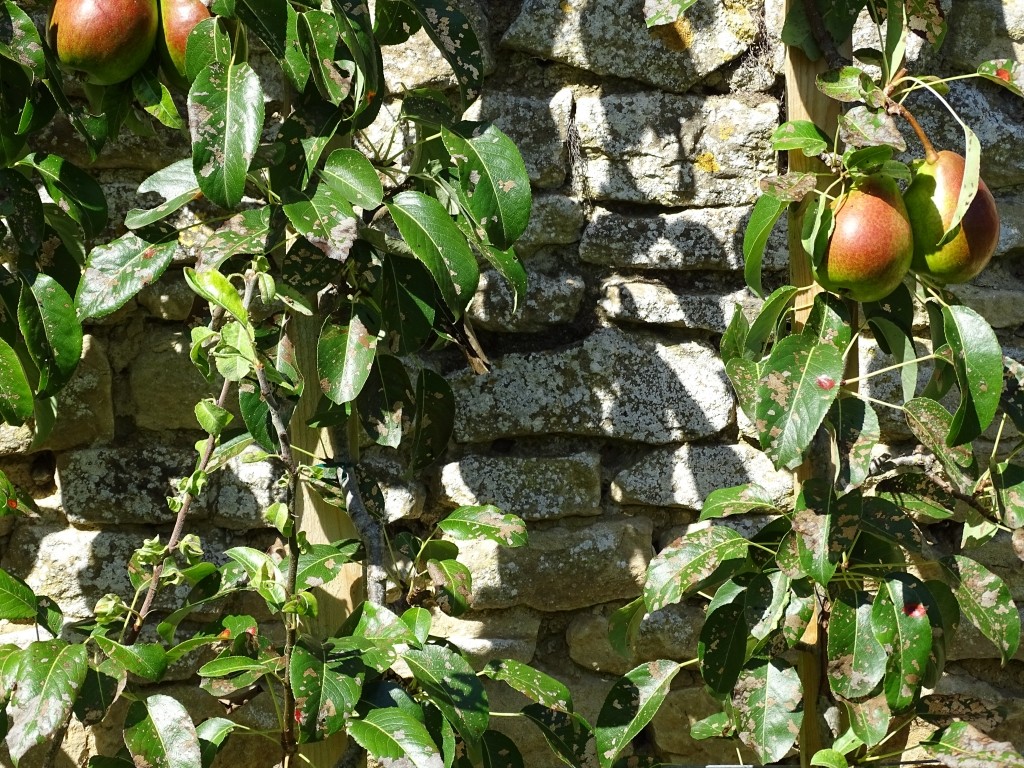 Septembre au Jardin Fruitier