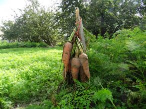 Septembre au Potager