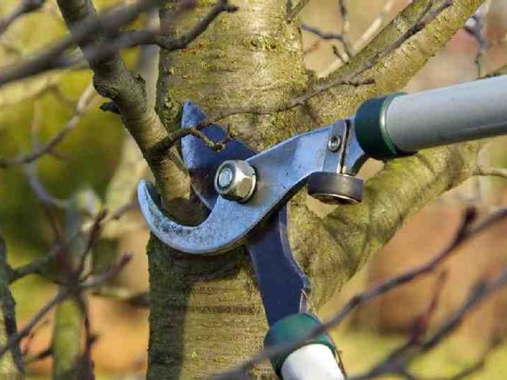 Au jardin d'ornement