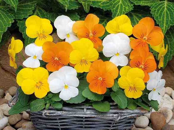 Février au Jardin d'ornement