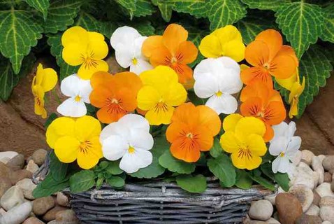 Février au Jardin d'ornement