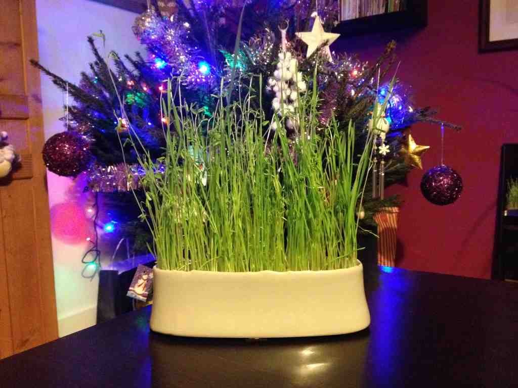 Les blés de la Sainte-Barbe font partie des traditions provençales