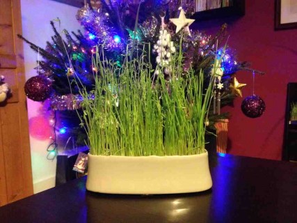 Les blés de la Sainte-Barbe font partie des traditions provençales