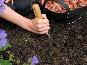 Planter vos bulbes de tulipes