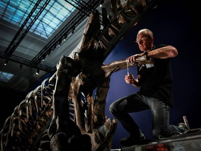 L'un des plus beaux T.Rex au monde va passer l'été au Jardin des Plantes de Paris.