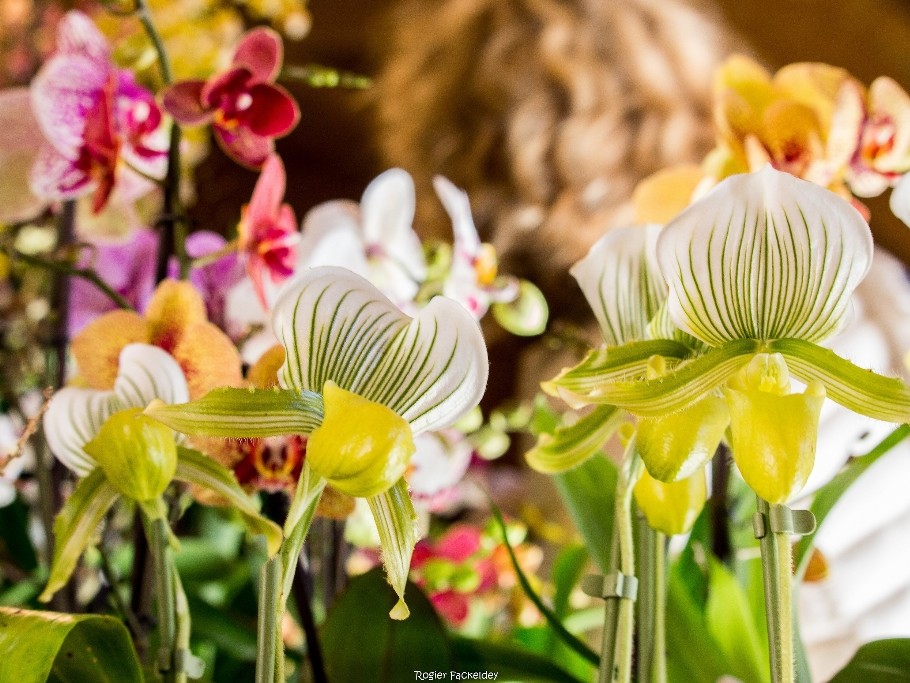 XIIème Festival International des Orchidées à Fontfroide