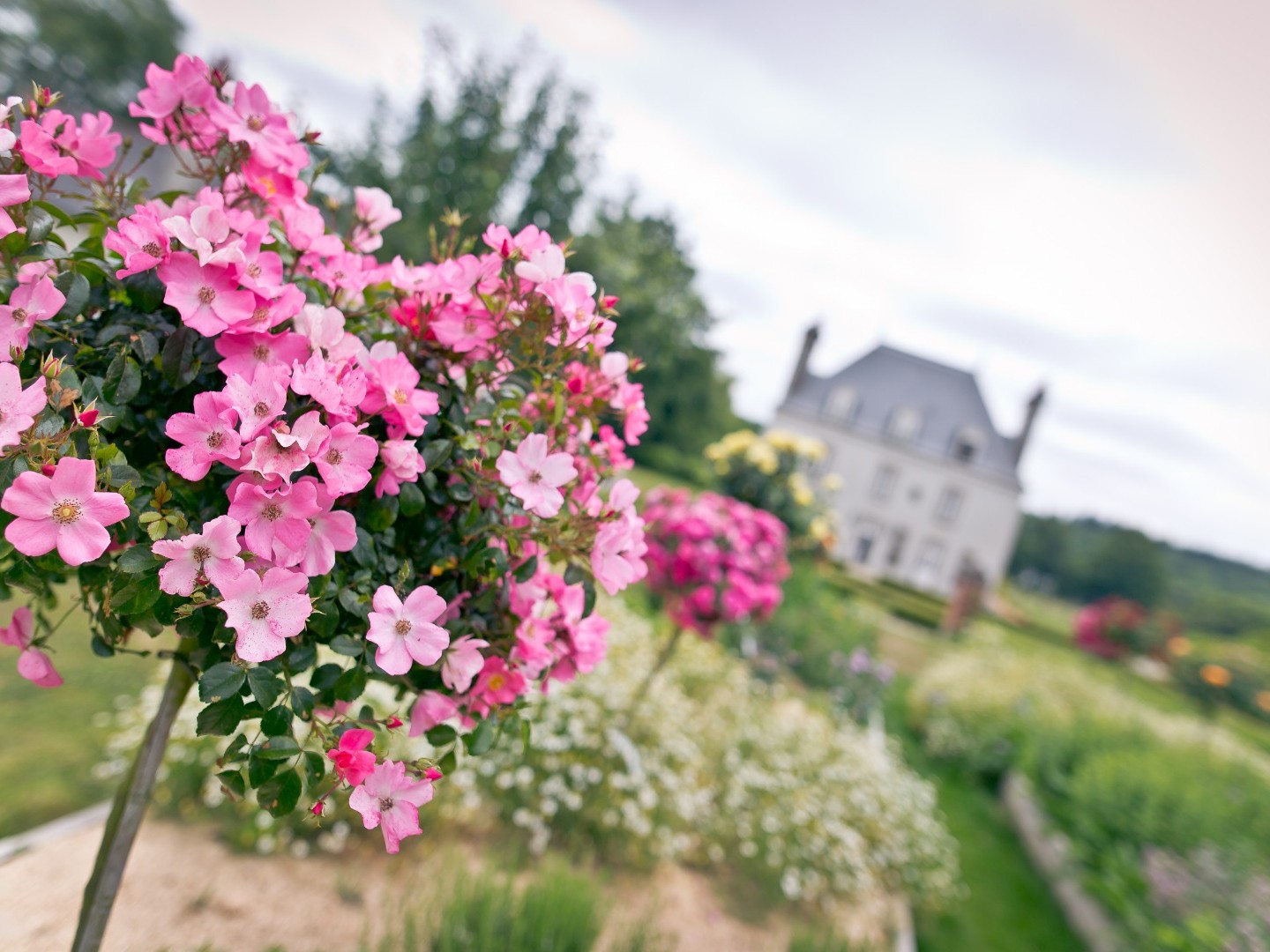 Marché aux plantes, "Baptême de la rose AR DUEN©"