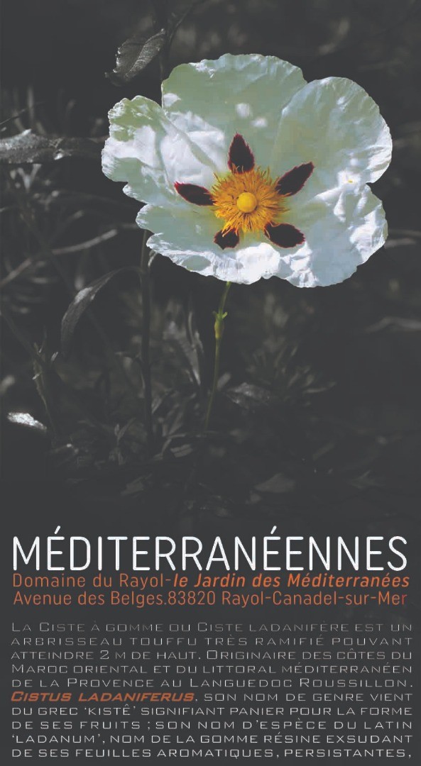MÉDITERRANÉENNES-Féroces-Douces