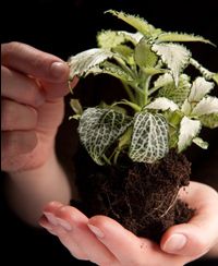 Atelier de jardinage : Entretenir ses plantes vertes