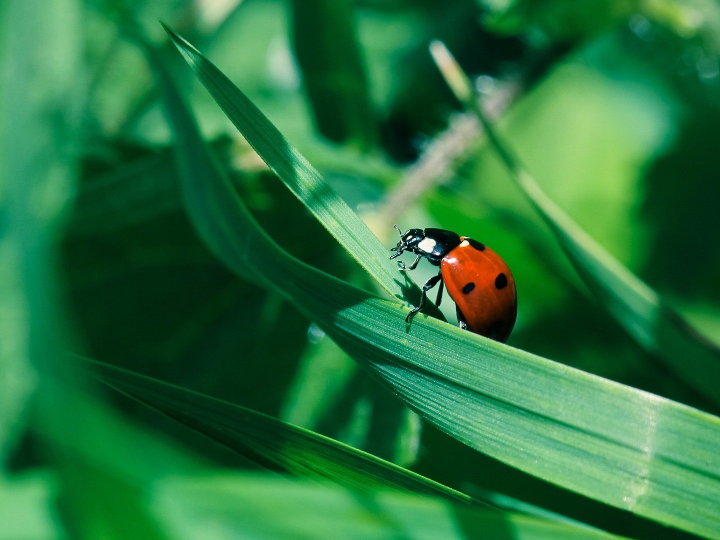 Les Insectes utiles aux Jardiniers